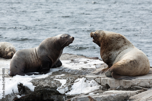 Rookery Northern Sea Lion or Steller Sea Lion. Kamchatka