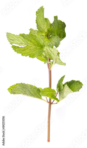 Apple mint leaves herbs over white background