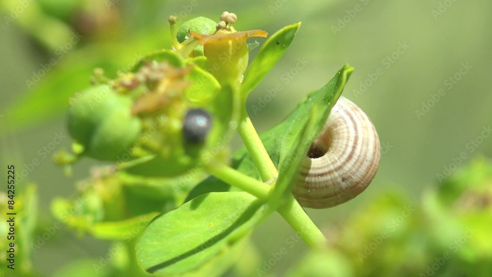 shell and ant setting on yellow flower, insect in flower, green leaves in summer garden shell and ant setting on yellow flower, insect in flower, green leaves in summer garden