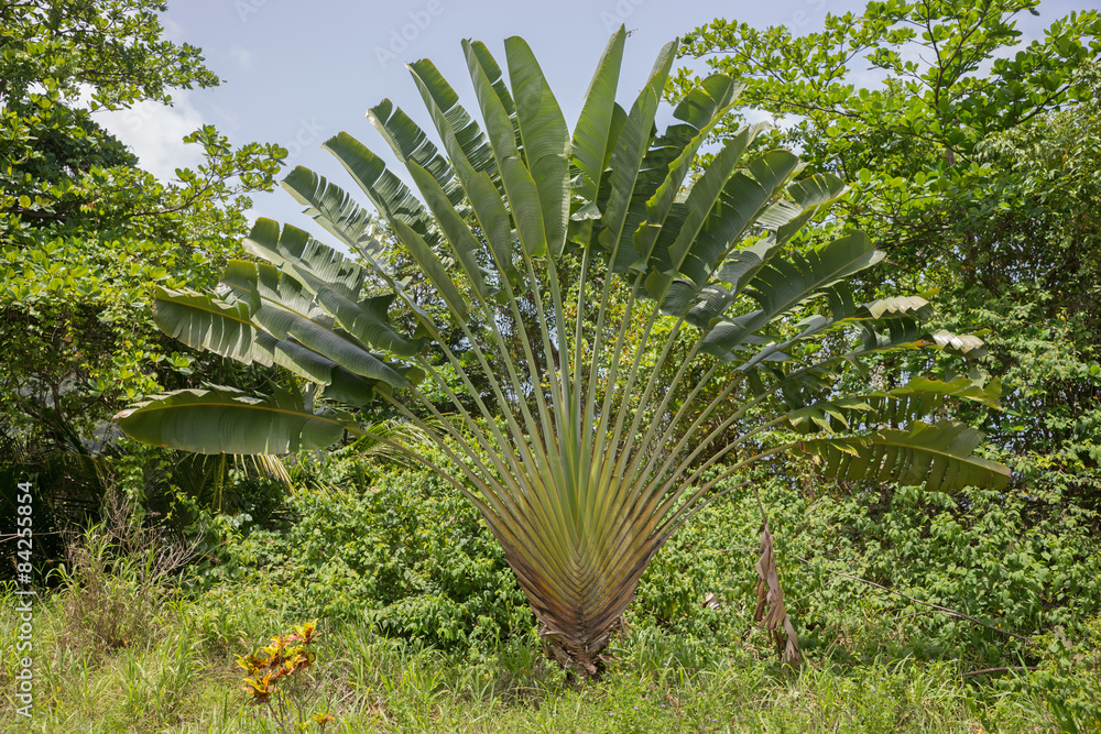 Naklejka premium Baum der Reisenden, Ravenala madagascariensis