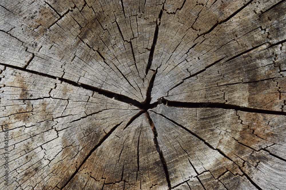 Fototapeta premium Trocknungsrisse einer Baumscheibe