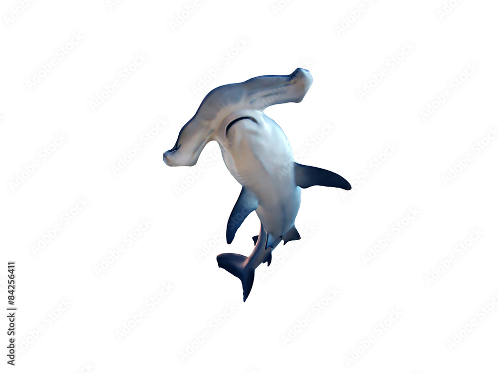 Hammerhead shark Hammerhead shark