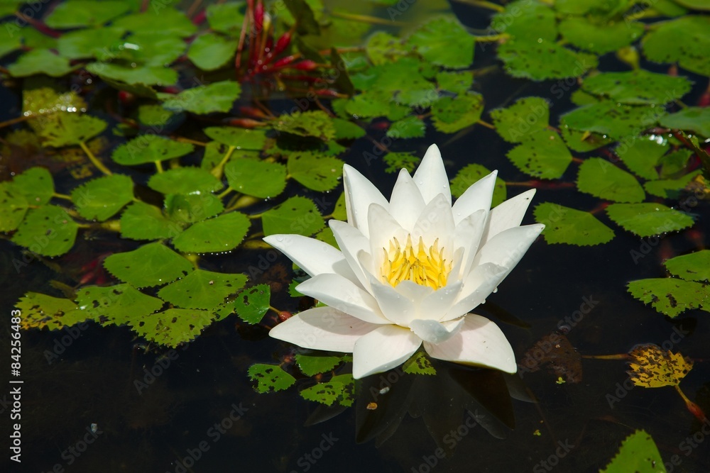 White Water Lily