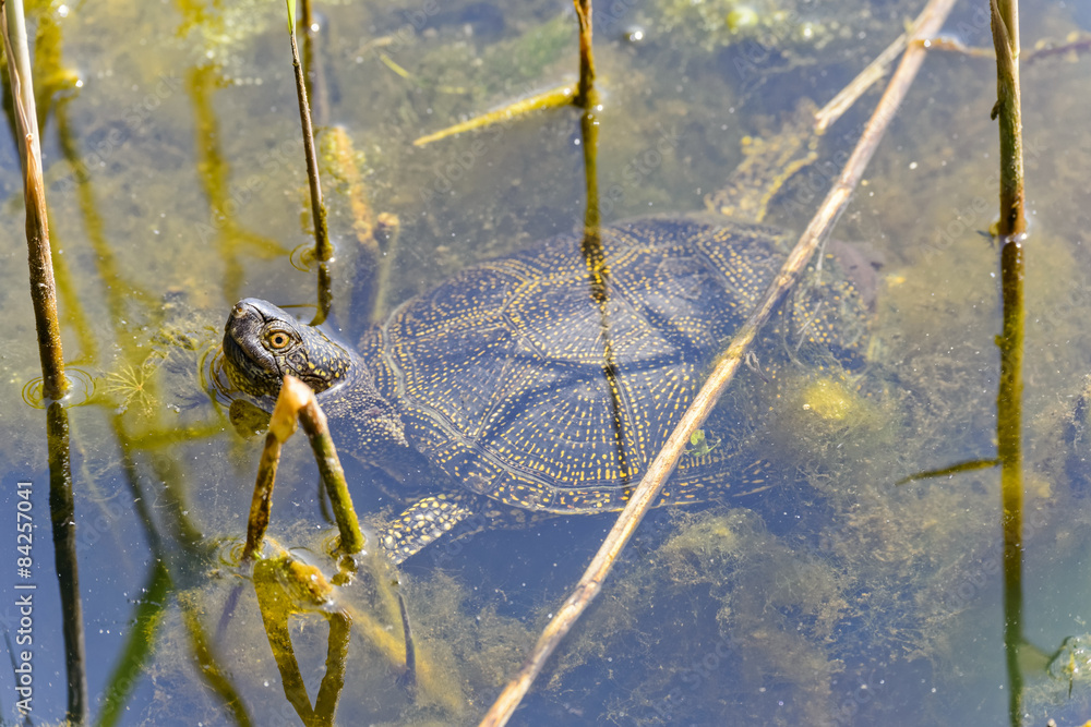 Fototapeta premium Europäische Sumpfschildkröte (Emys orbicularis)