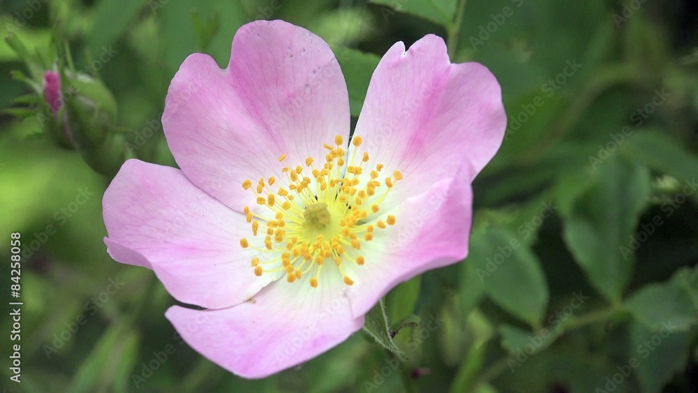 Purple Flower, Delicate Beauty, Macro in the field, in garden, in forest nature beauty flora green background, meadow Purple Flower, Delicate Beauty, Macro in the field, in garden, in forest nature beauty flora green background, meadow