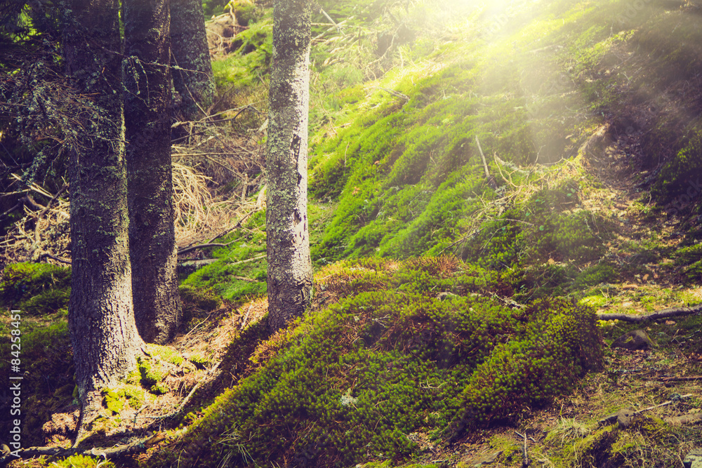 Obraz premium Dense mountain forest and trees with moss in magic light.