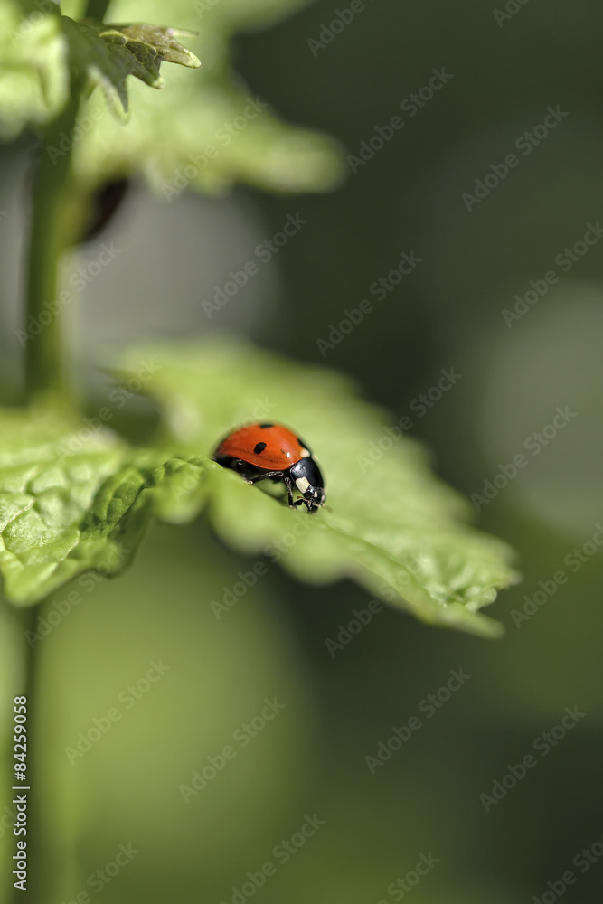 Ladybug on a leaflet. Red bug on the grass Ladybug on a leaflet. Red bug on the grass