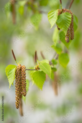 Blooming birch. Selective focus with shallow depth of field.
