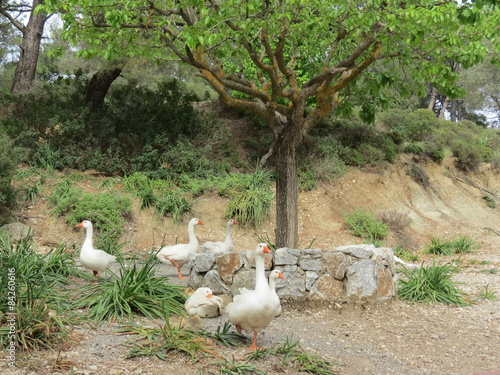 Grèce - Ile de Rhodes - Parc d'Epta Piges - Oies photo