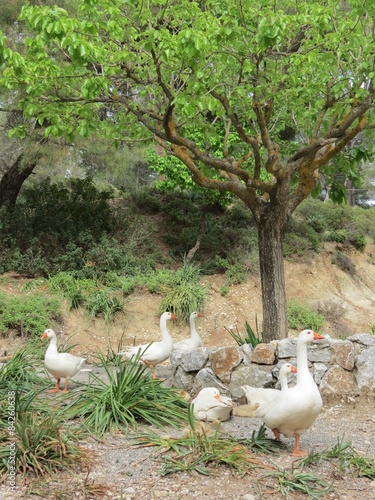 Grèce - Rhodes - Parc d'Epta Piges photo