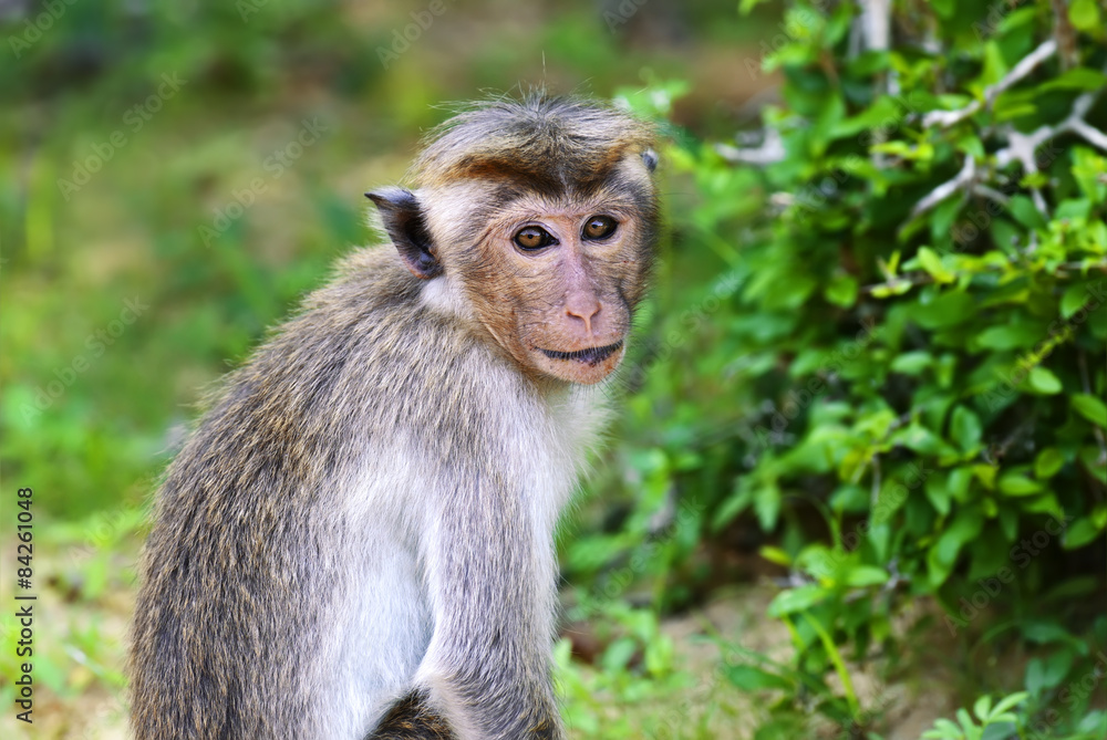 Macaca
