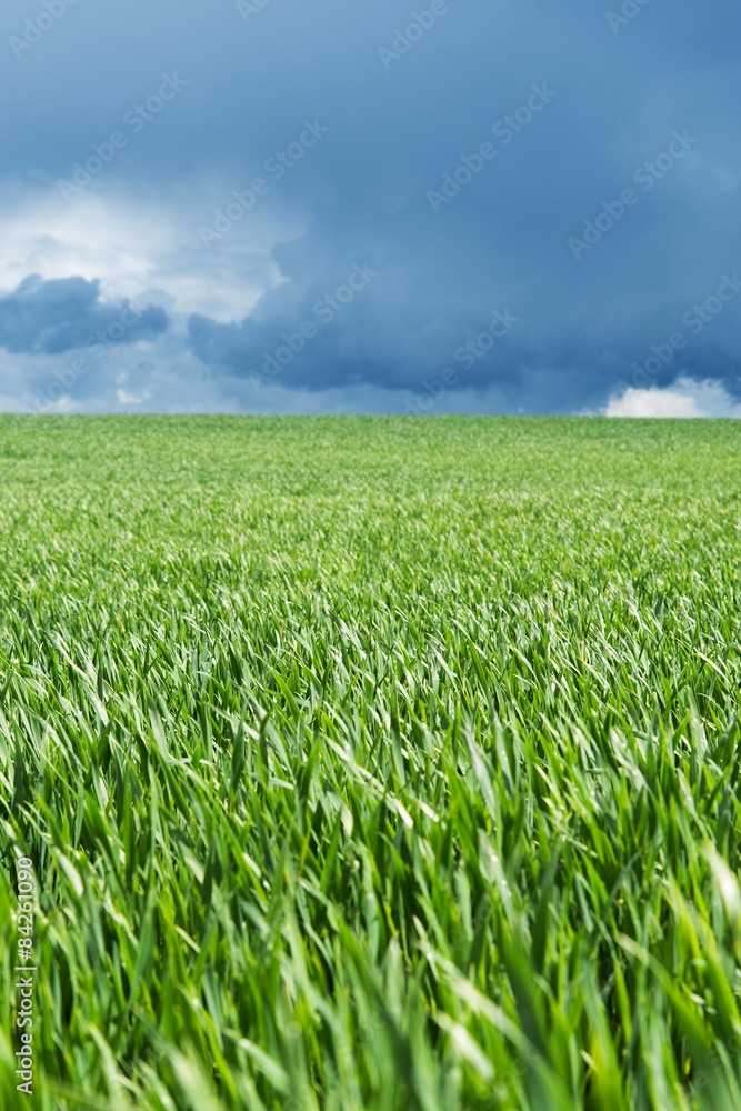 Fototapeta premium Green field.