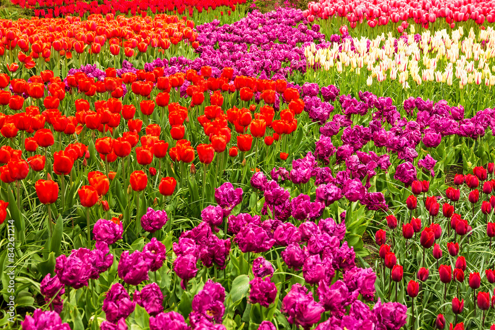 Tulip field - Keukenhof flower park, Holland, Netherlands