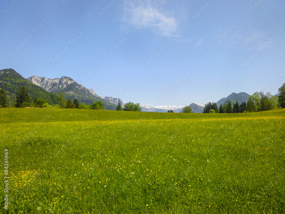Frühlingswiese in den Alpen