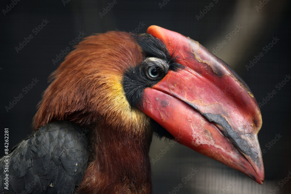Fototapeta premium Rufous hornbill (Buceros hydrocorax)