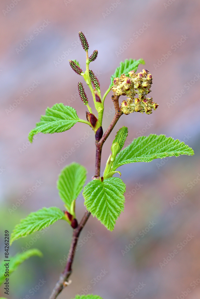 Naklejka premium Alder branch close up