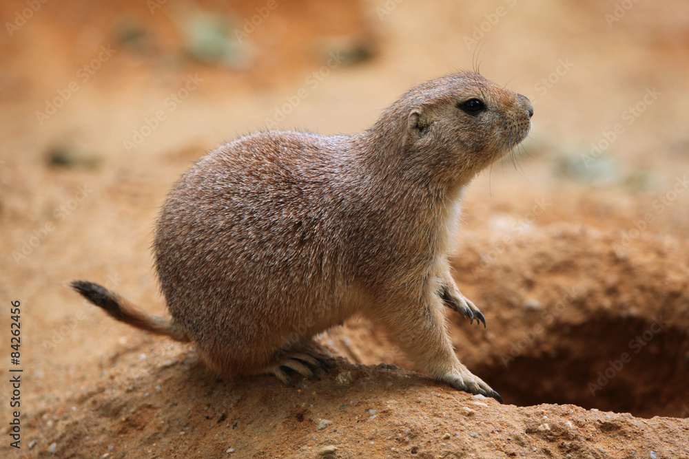 Black-tailed prairie dog (Cynomys ludovicianus) Black-tailed prairie dog (Cynomys ludovicianus)