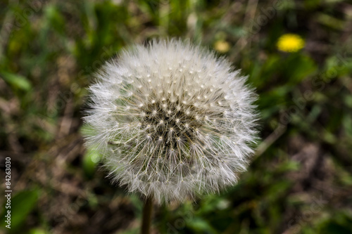 Beautiful dandelion