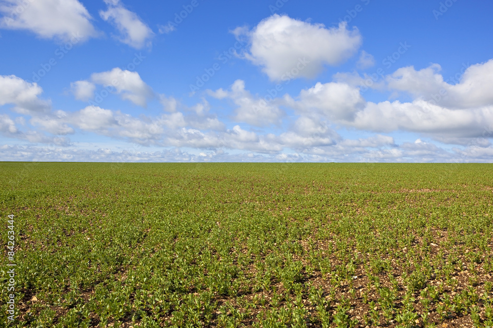 pea field in springtime