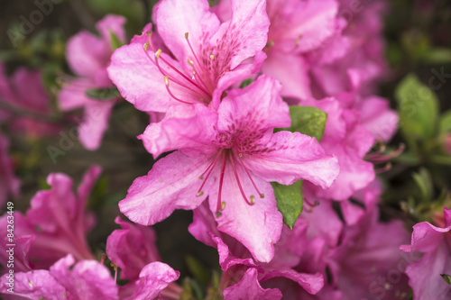 Bush of rose flowers with green leaves background