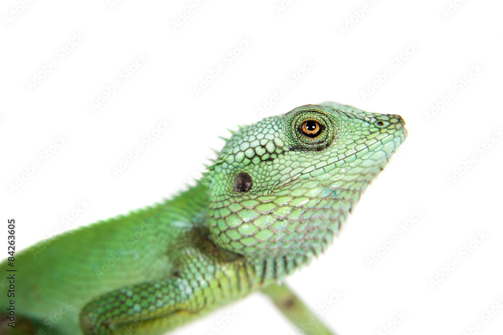 Black lipped Lizard, Calotes nigrilabris, on white Black lipped Lizard, Calotes nigrilabris, on white