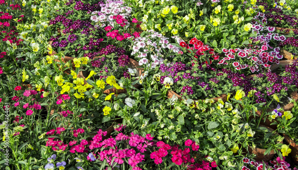 Various color flowers