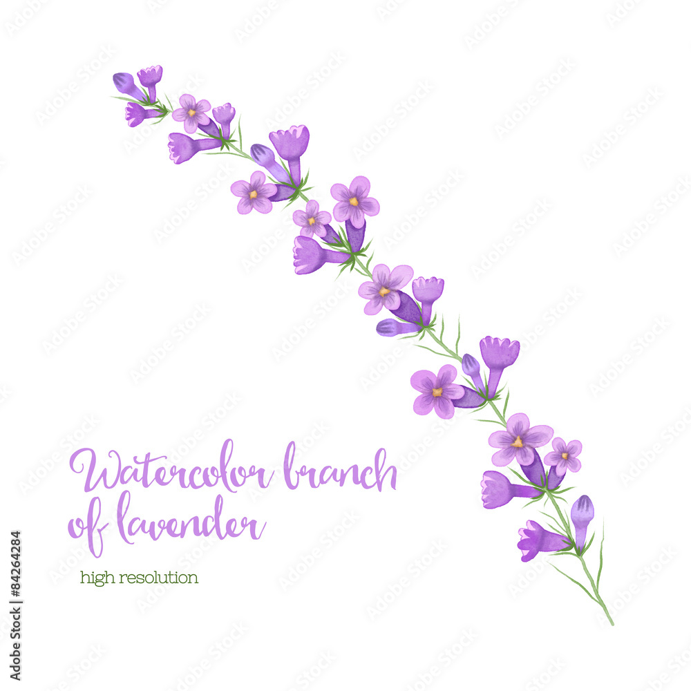 Watercolor branch of lavender Watercolor branch of lavender