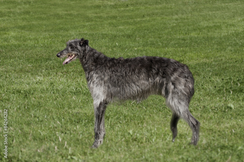 Deerhound in long grass
