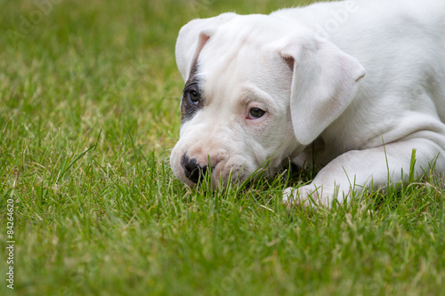 Cute puppy in the grass
