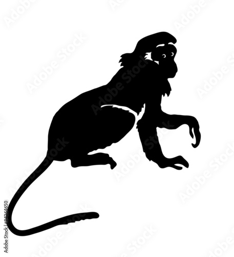 Monkey. Hand drawn silhouette of animal on white background