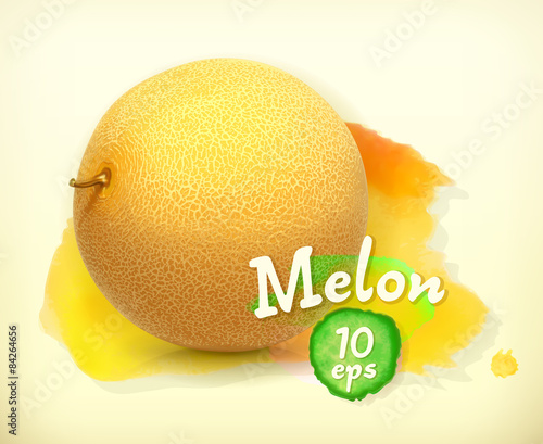 Melon, vector illustration