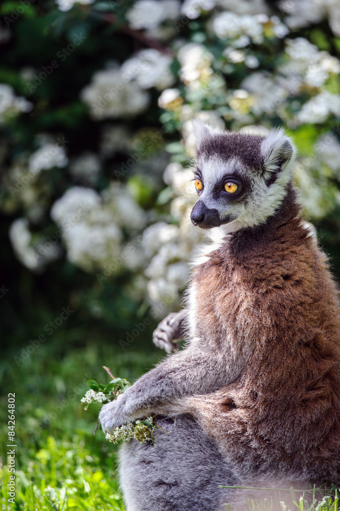 Lemur suitor with flowers