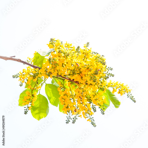  pterocarpus indicus flowers isolated on white background