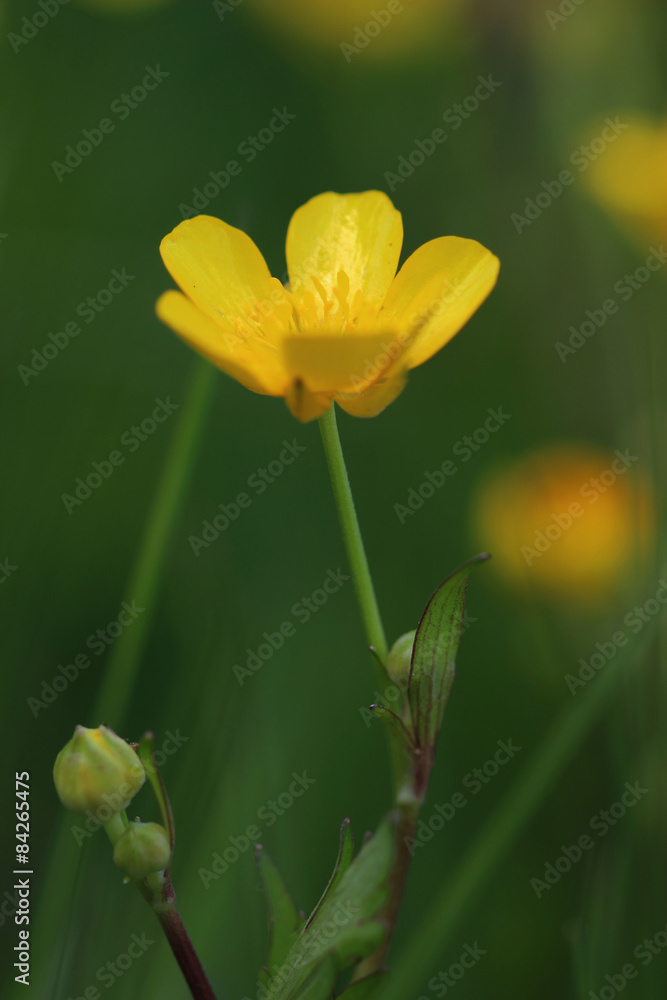 Flower of meadow buttercup (Ranunculus acris) Flower of meadow buttercup (Ranunculus acris)
