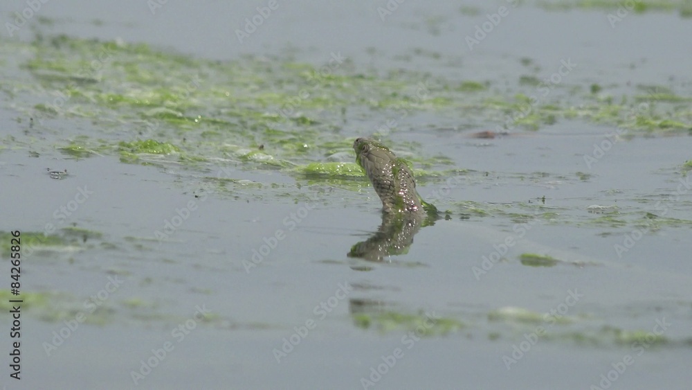 Snake River Natrix reptile head swallowed river goby fish Snake River Natrix reptile head swallowed river goby fish