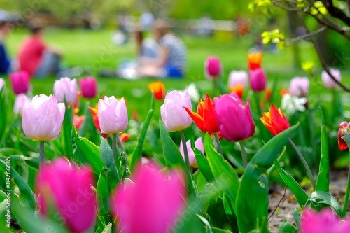 Tulipas de Stadtpark