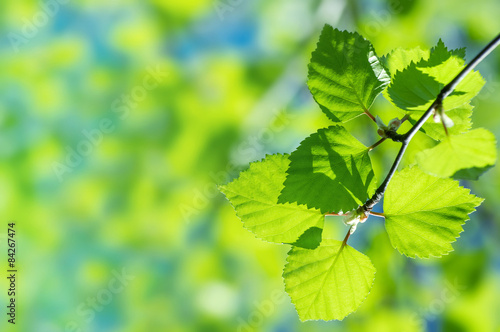 Natural background with birch branches and young bright leaves