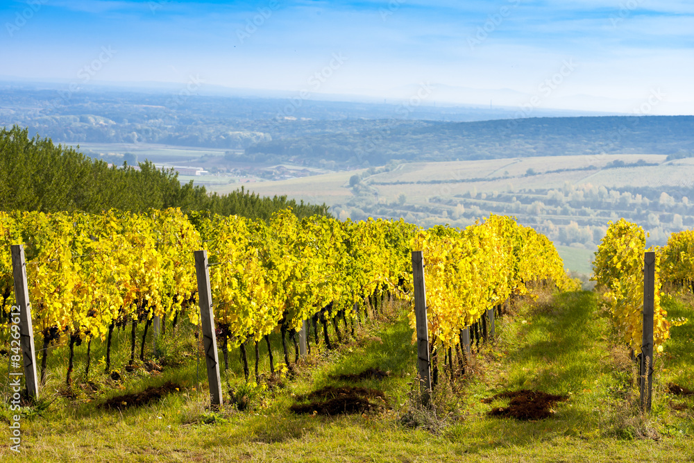 view of autumnal vineyards near Palava, Czech Republic