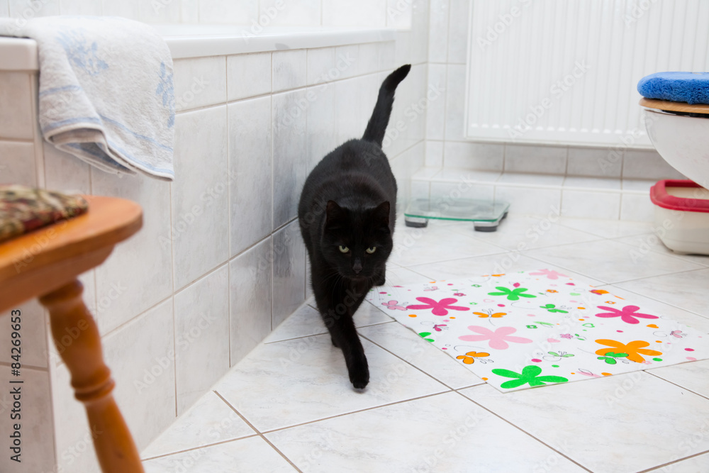 cat toilette - Katze, Katzenklo