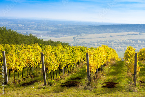 view of autumnal vineyards near Palava  Czech Republic