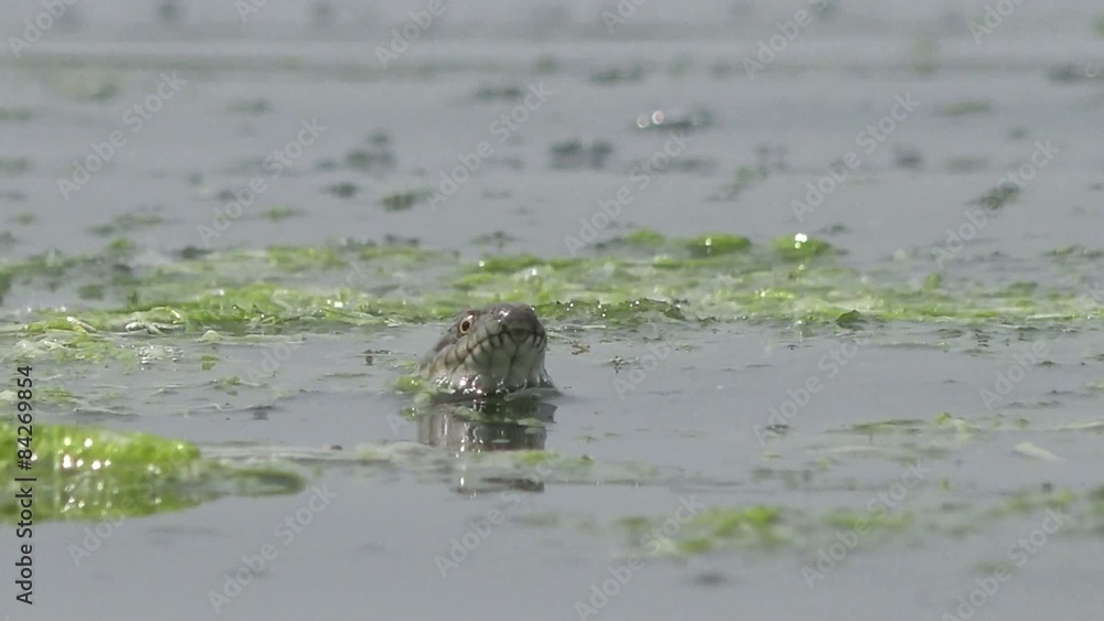 Head Snake River Natrix floats reptile in water on river among green algae