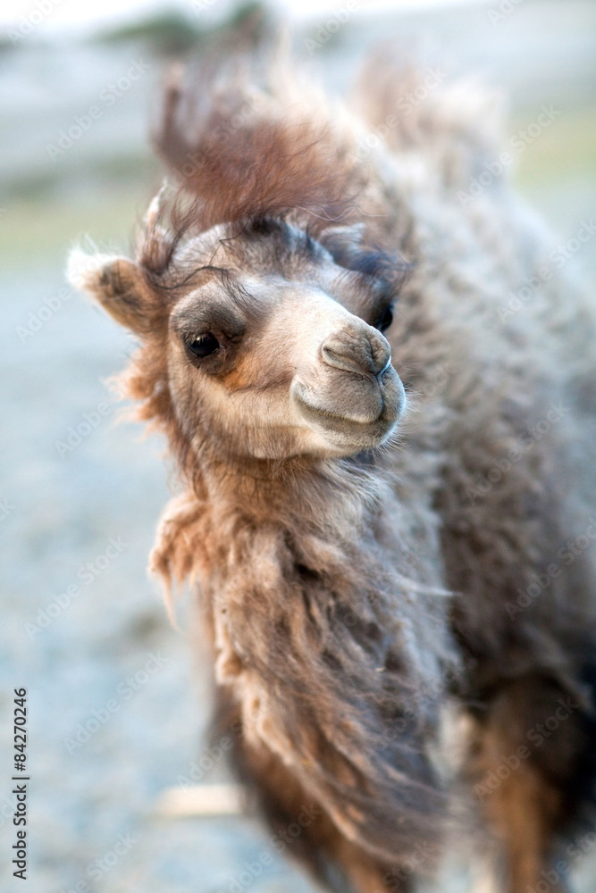 Young Bactrian Camel