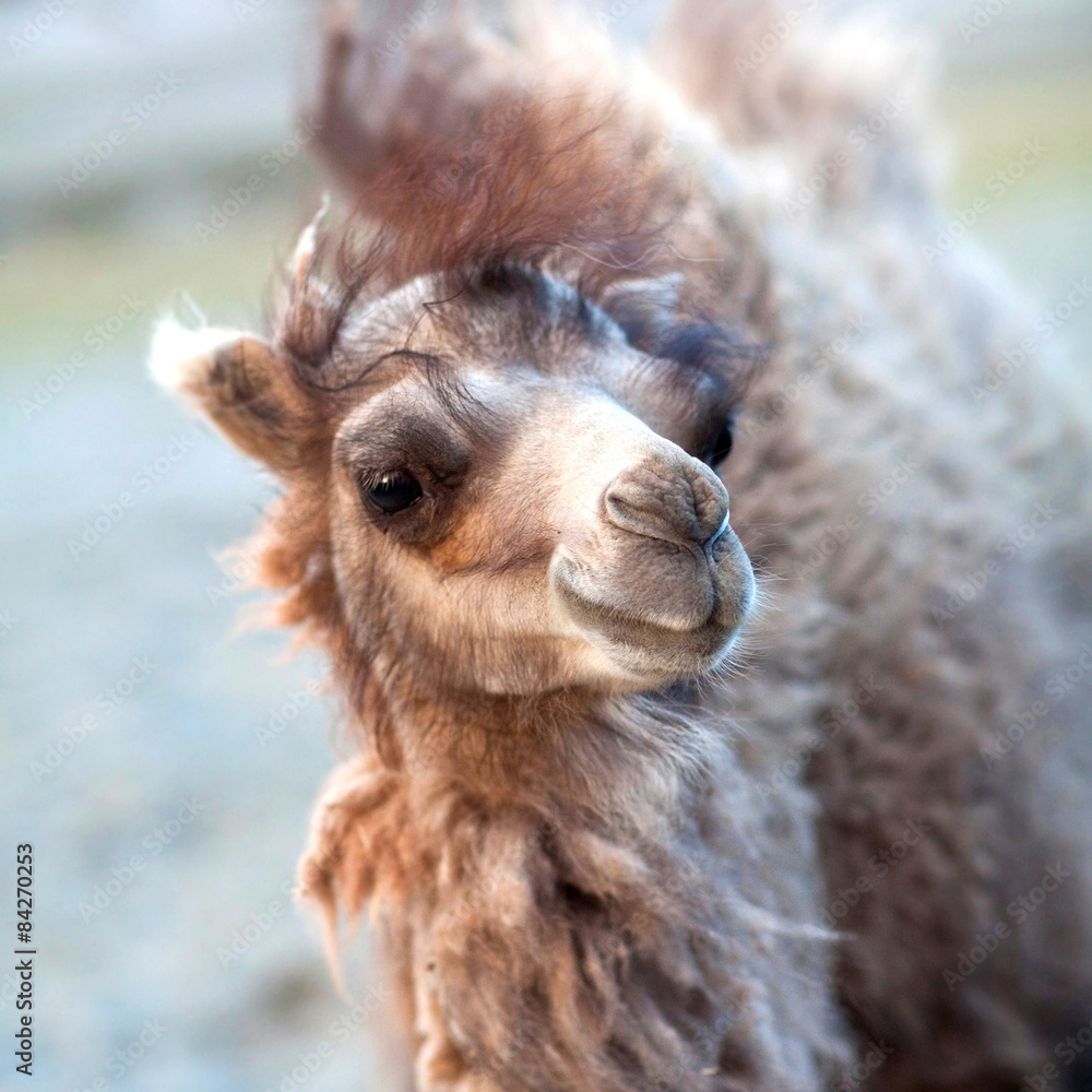 Young Bactrian Camel close up