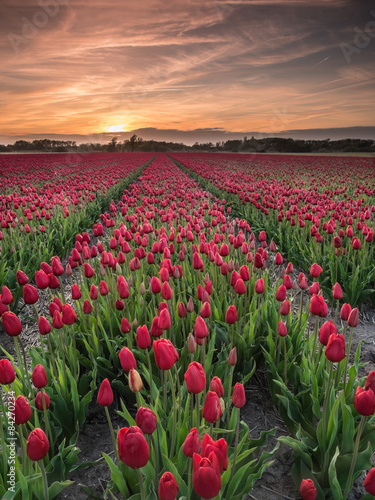 field of red tulips #84270234