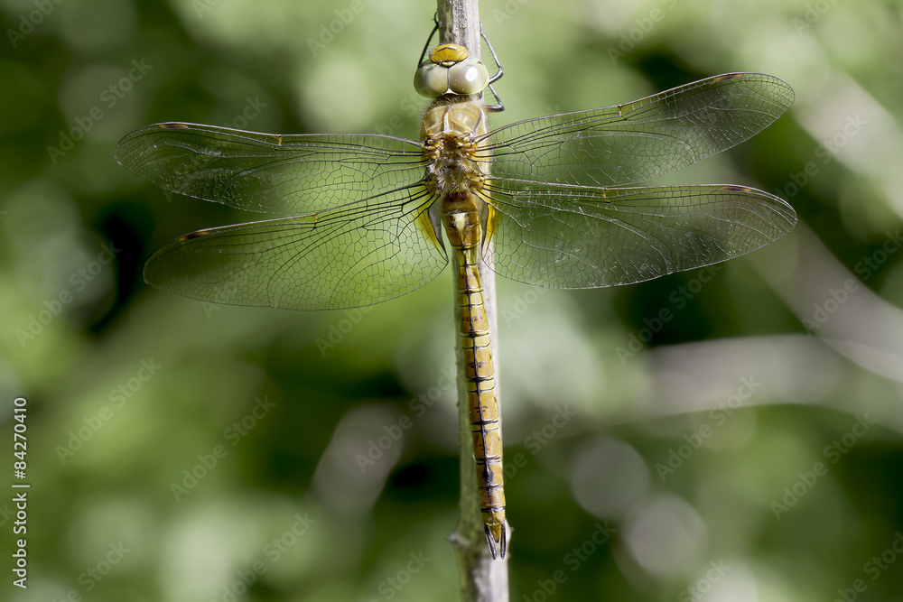 Aeshna isoceles, male Aeshna isoceles, male