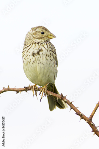 Emberiza calandra / corn bunting in natural habitat