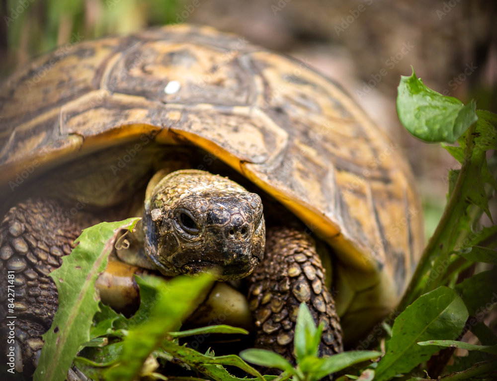Naklejka premium griechische Landschildkröte