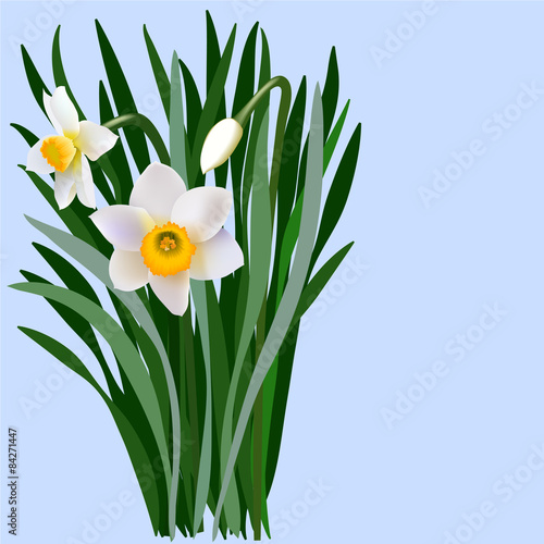 Narcissus flowers with leaves and bud. Bouquet of blossoming narcissus flowers