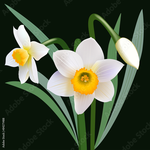 Narcissus flowers with leaves and bud. Bouquet of blossoming narcissus flowers.