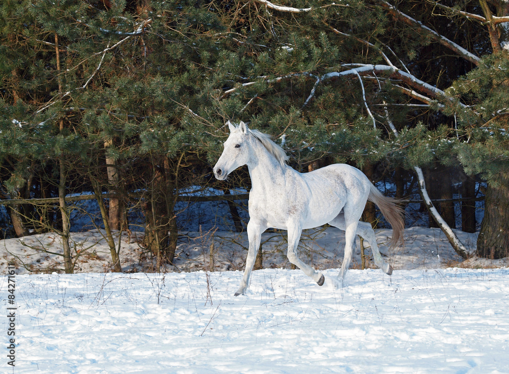 Grey horse, trotting on snow on a background a pine-wood Grey horse, trotting on snow on a background a pine-wood